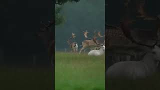 Spotting Majestic Fallow Deer Bucks In The Wild wildlife wildlifefilming birds [upl. by Zobe]