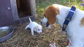 Lemon beagle puppies at 4 weeks from River Styx Scent Hounds [upl. by Inglebert]