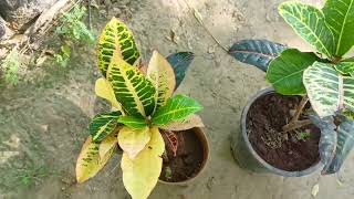 Cronton plant care Tips  कोटिन घर आने के बाद क्यो मरता है why Cronton leaves Fall [upl. by Cochrane]