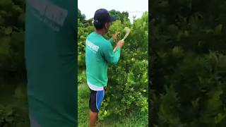 Pruning Calamansi Trees Boosting Fruitfulness and Beauty agriculture satisfying amazing shorts [upl. by Anaitat529]