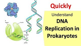 DNA Replication in Prokaryotes [upl. by Trotta234]