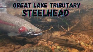 5 Days Alone Fishing Steelhead in a Great Lake Tributary [upl. by Flavius972]