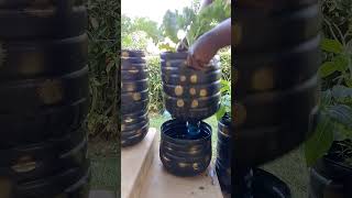 Self watering container backyardgardening diy gardening urbangardening [upl. by Htebsle]