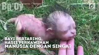 Heboh Bayi Bertaring Hasil Kawin Manusia dan Singa Ini Ternyata [upl. by Airotnahs]