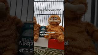 Consigue tu peluche de gato triste en el link de la bio garfield mantecado peluche [upl. by Laughton561]