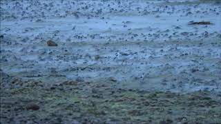 Grey Phalarope at Ferrybridge Dorset on 19th September 2018 [upl. by Oniotna]