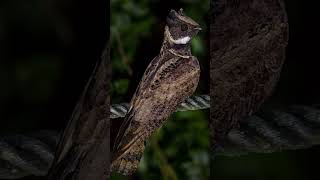 Great Eared Nightjar [upl. by Dwane647]