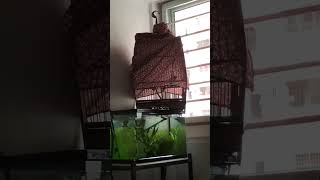 Yellow vented bulbul singing yellowventedbulbul songbird merbahkapur [upl. by Gilud]