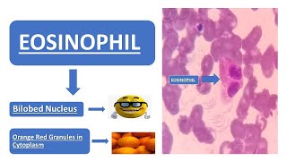 Eosinophil  Simplified Explanation  Doodle Animation  Images [upl. by Ahsekat112]