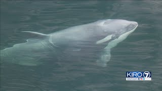 VIDEO White orca whale spotted in Puget Sound [upl. by Idihc]