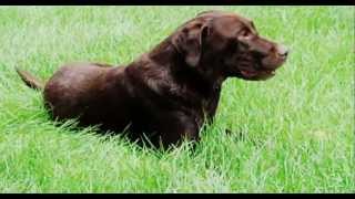 ✇ Dogs  Chocolate Labs  Labrador Retriever  Funny Dog In Grass [upl. by Tulley]