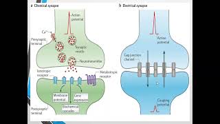 Neurons  Types Of Neurons  Study Lovers [upl. by Steddman]