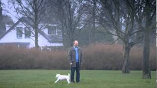 Volkswagen Dog Commercial 2013 [upl. by Xonel]