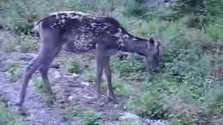 Woodland Caribou Newfoundland [upl. by Greabe]