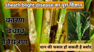 SHEATH BLIGHT DISEASE  Control of winter blight disease in paddy crop  Arjun patidar [upl. by Subocaj997]