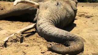 An elephants life has ended  Sheldrick Trust [upl. by Anaeco180]