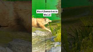 Shooting game  catching Northwestern wolf herasChannel [upl. by Akimaj]