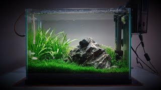 My 20 Litre 5 gallon Planted Tank  Over the last 4 months [upl. by Medlin127]