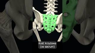 Kość krzyżowa os sacrum uczymy razem shorts anatomia medycyna 3d anatomy [upl. by Eppilihp]