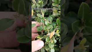 Diferencias entre ligustrina y buxus Lugustrum sinensis y Buxus sempervirens [upl. by Haleigh]