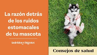 La razón detrás de los ruidos estomacales de tu mascota [upl. by Naujad]