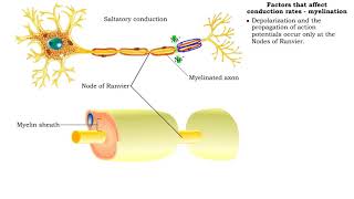 Factors that affect conduction rates myelination axon diameter amp temperature [upl. by Islean]