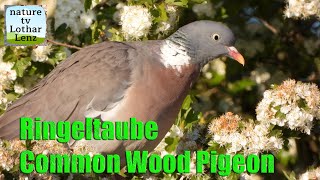 Ringeltaube Common Wood Pigeon [upl. by Rafaelia587]