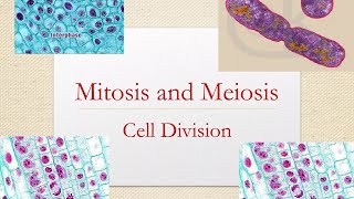 Differences between Mitosis and Meiosis GCSE Stages of Mitosis Cells Biologychromosomes [upl. by Anim]