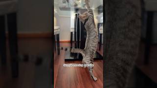 Sunny’s morning exercise cat catlover kitten kitty amazingpets catvlog [upl. by Lose543]