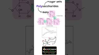 What are Polysaccharides [upl. by Jeu]