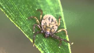 フタトゲチマダニ Haemaphysalis longicornis [upl. by Gonyea668]