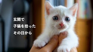 SUB玄関で子猫を拾ったので、保護して一緒に暮らすことにしました。 [upl. by Ilyk]