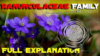 Ranunculaceae family Vegetative Characters HabitCalyxCorollaGynoeciumAndroeciumFloral formula [upl. by Ylrevaw]