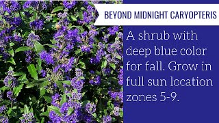 BEYOND MIDNIGHT® Caryopteris  wwwgardencrossingscom [upl. by Audly88]