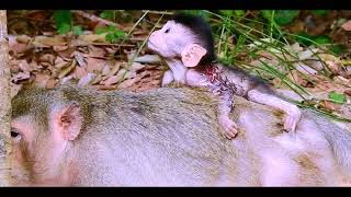 A newborn baby monkey tries to hug its mothers back looks too lovely [upl. by Gleeson]