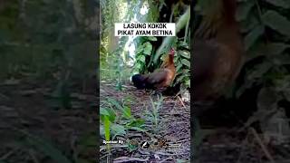 Pikat Ayam Betina ayamhutan [upl. by Mencher328]