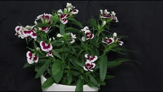 Dianthus barbatus  Bartnelke Sweet William [upl. by Appleby]