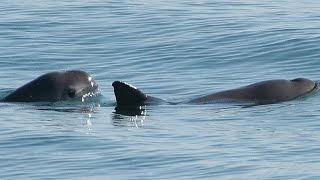 Vanishing Vaquita Eyewitness to Extinction [upl. by Ivad446]