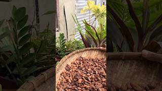 100 Pure Cacao Tablea  just filming a short process [upl. by Aekin867]