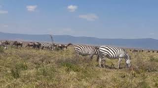 Ngorongoro crater tour with Amazing wildlife experience [upl. by Abelard]