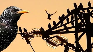 Lo Storno Sturnus vulgaris in Italia [upl. by Enihpets]