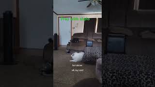 Pray with shylo dogsofyoutube prayers prayingforall pets [upl. by Snowman]