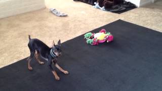 Minpin Barking [upl. by Johann]