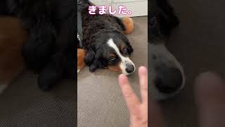 超大型犬KINGリンパ腫との戦い。表情が、、、超大型犬 shorts [upl. by Fortunia]