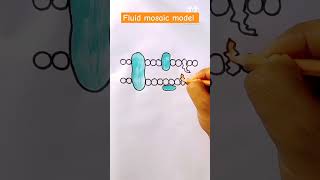 Fluid mosaic model diagram diagram biology shorts [upl. by Walker]