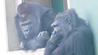 Silverback pleased with gift from daughter  Shabani and Annie [upl. by Bethany818]