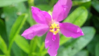 Talinum paniculatum Dalda Saag Eatable Plant [upl. by Beckie]