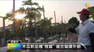 【20131028】木瓜新品種quot橙寶quot 果肉香甜多汁 udn tv [upl. by Peppel]