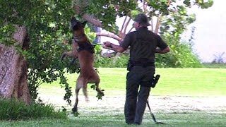 Police K9 Unit Hider In The Tree TakeDown Training [upl. by Eniamart]