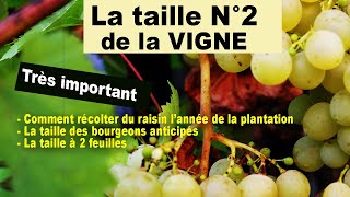 Taille N°2 de la vigne  bourgeons anticipés taille à 2 feuilles une récolte dès la 1ère année [upl. by Mathilde]